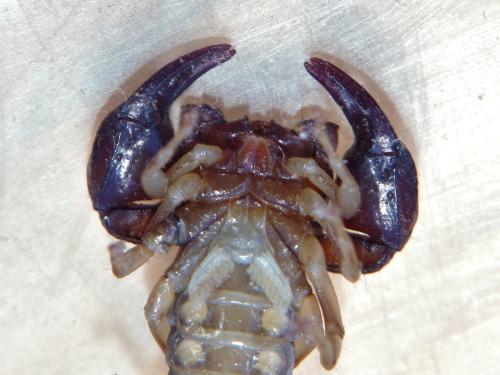 Euscorpius tergestinus